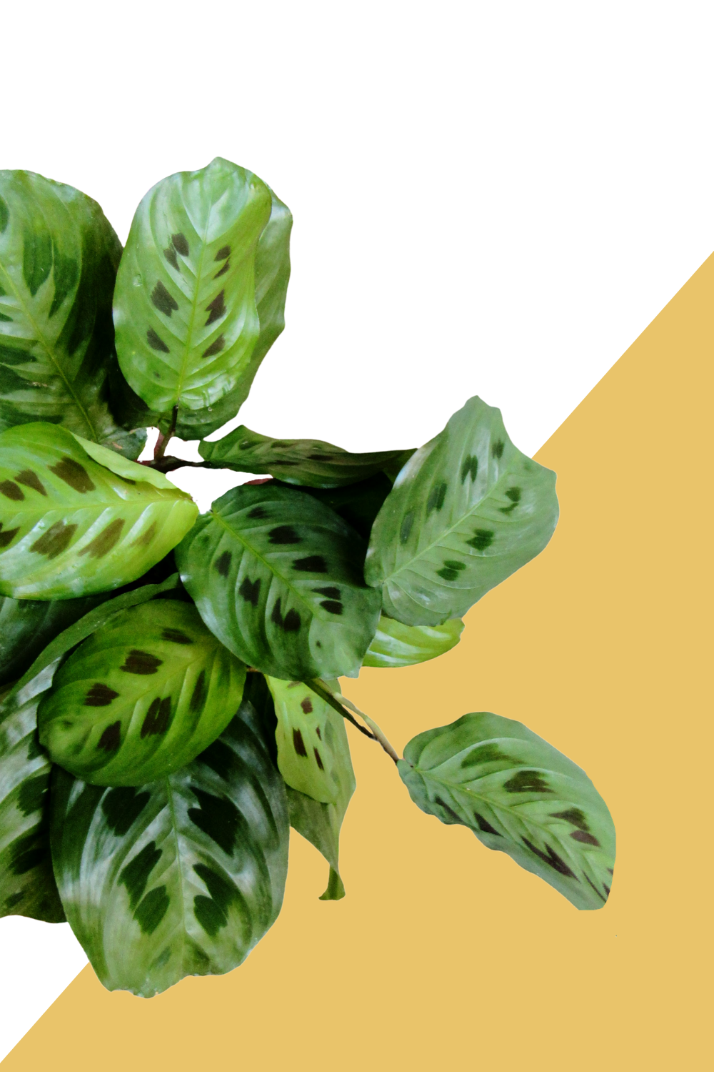 Green Maranta Plant, Maranta Leuconeura – Green Door Garden