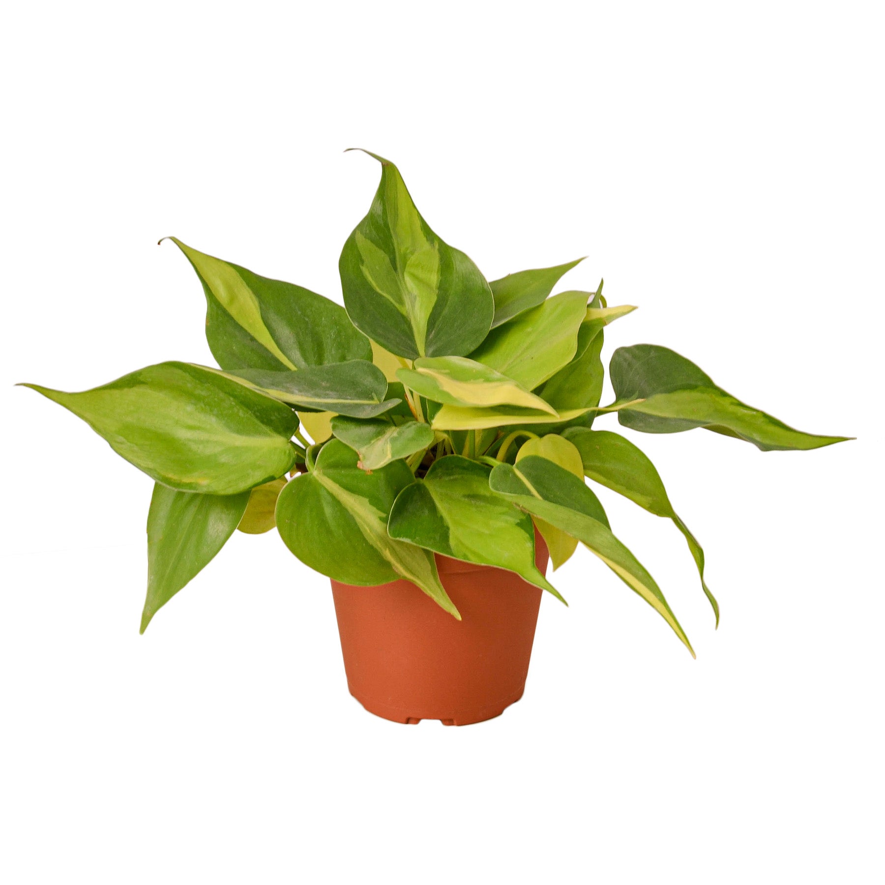 Philodendron Brasil, buy plants online, philodendron brasil online, green door garden