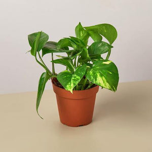 Houseplant, trailing plant, pothos, ivy for sale, devils ivy, pothos for sale, vines for sale online, golden pothos for sale