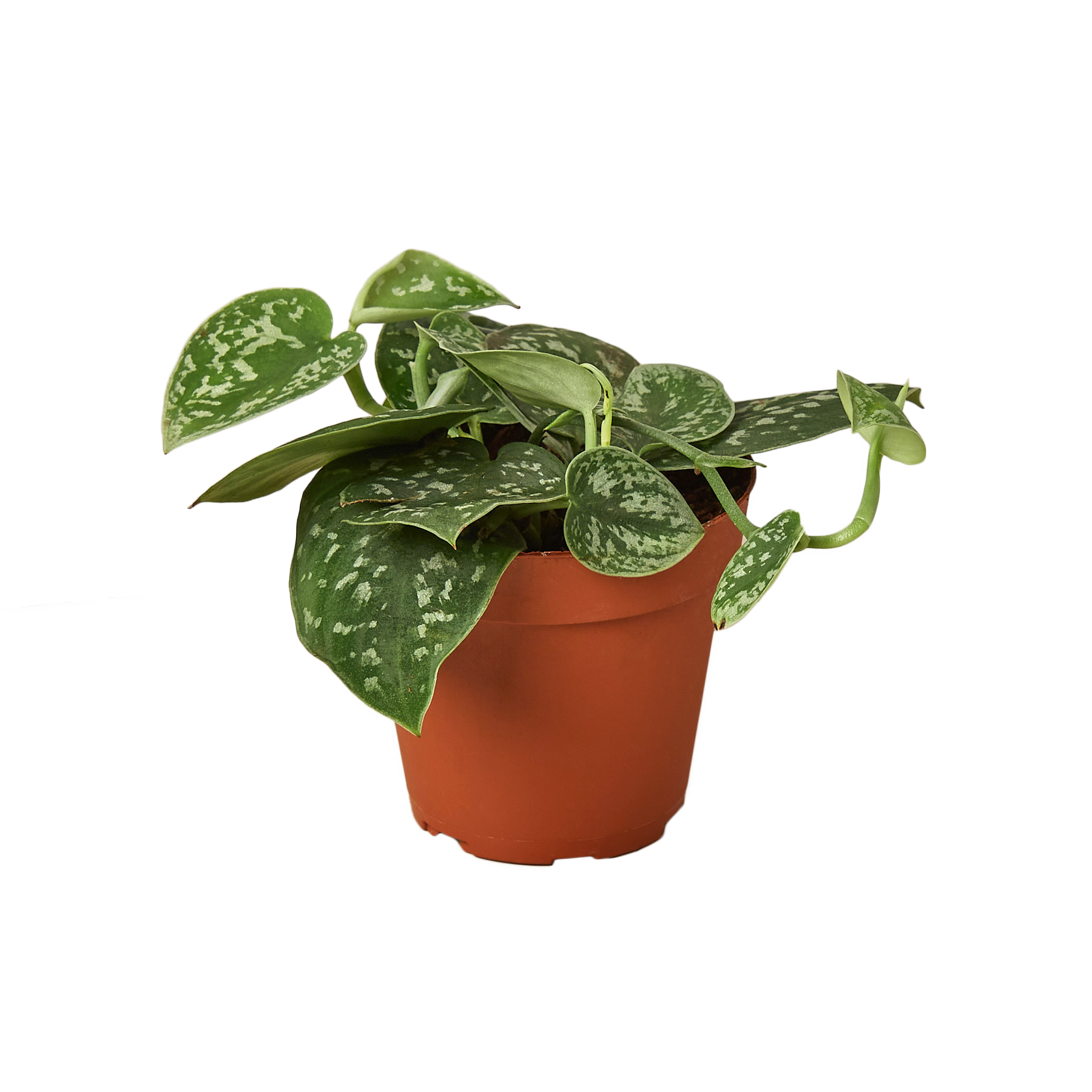 buy satin pothos online, plants for sale online, devils ivy for sale, buy houseplants online, buy pothos, green door garden