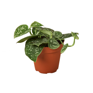 buy satin pothos online, plants for sale online, devils ivy for sale, buy houseplants online, buy pothos, green door garden