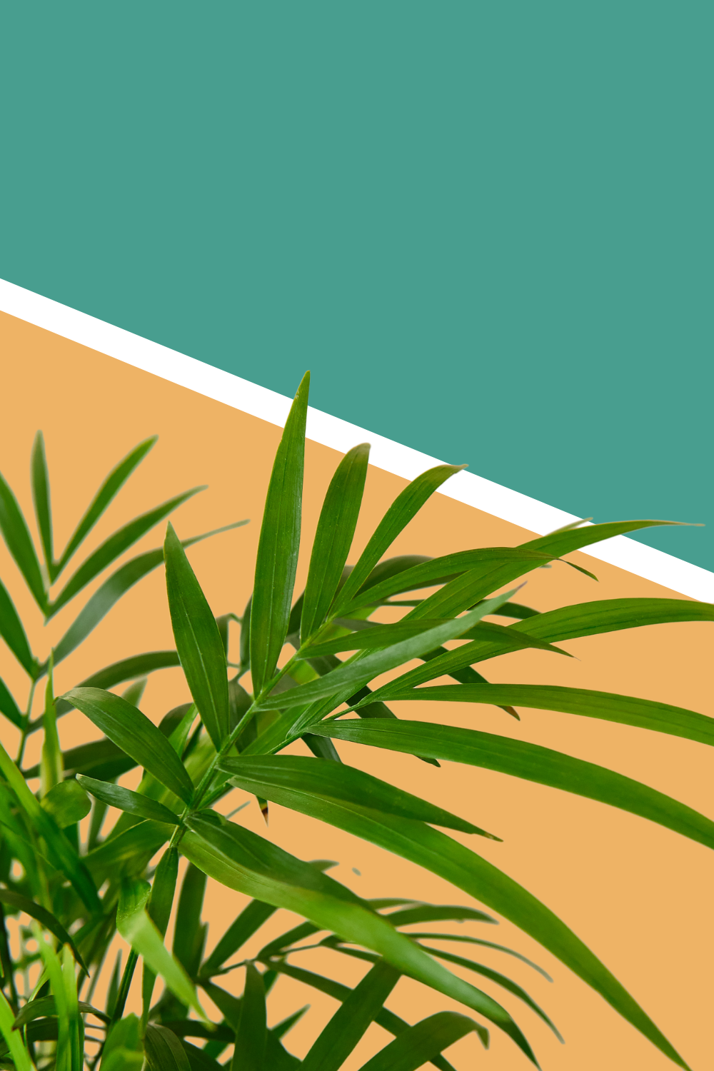 parlor palm, palms for sale, parlor palm for sale, houseplants online, indoor plants, green door garden