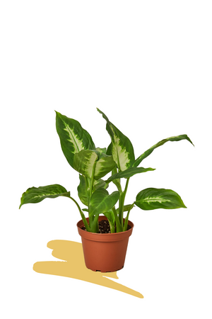 dieffenbachia camille, easy care plants, indoor plants, buy plants online