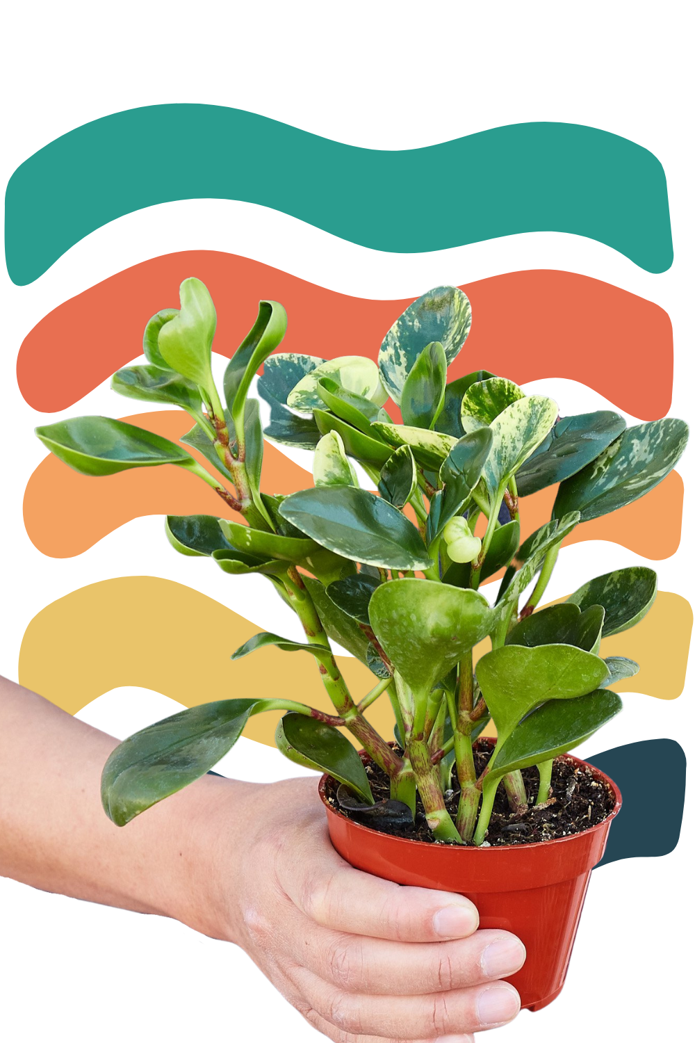 Peperomia Marble, baby marble rubber plant for sale, green door garden
