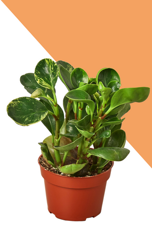 Peperomia Marble, baby marble rubber plant for sale, green door garden