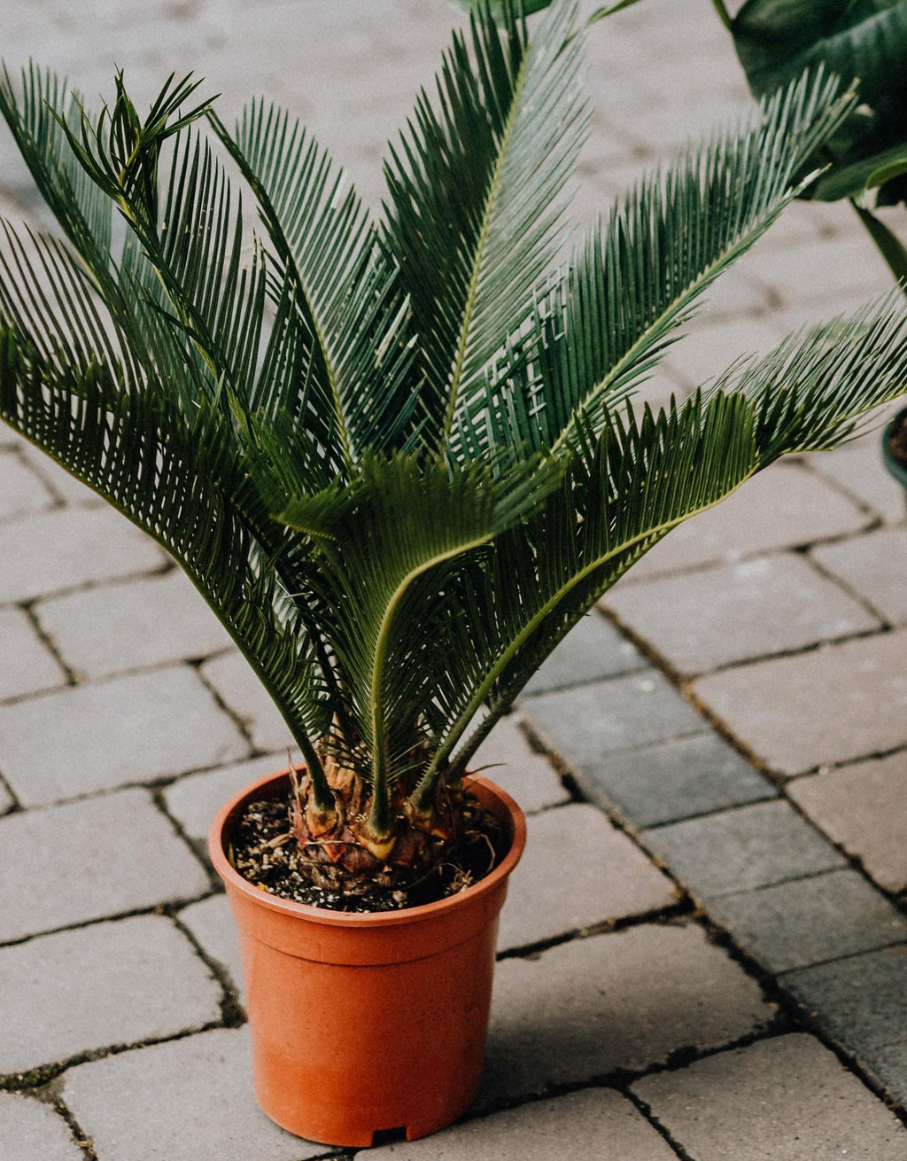 Sago palm for sale online, plant deliver