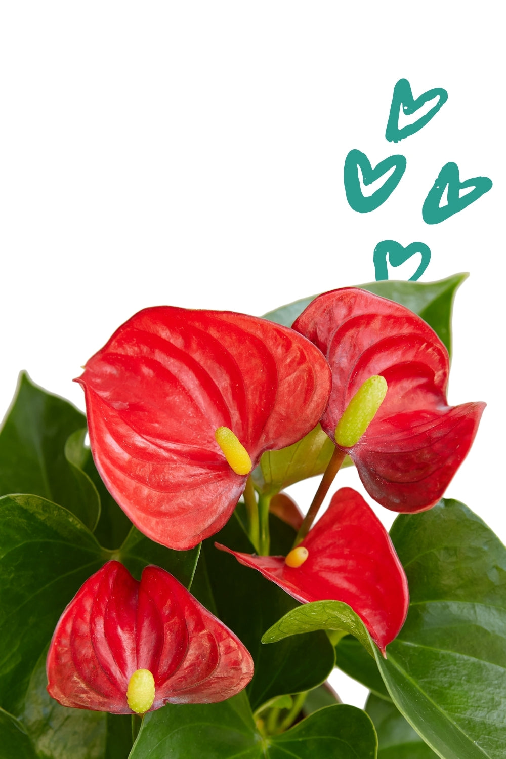 Flamingo Flower, Red/Pink/White Anthurium, valentines day flowers, valentines delivery flowers