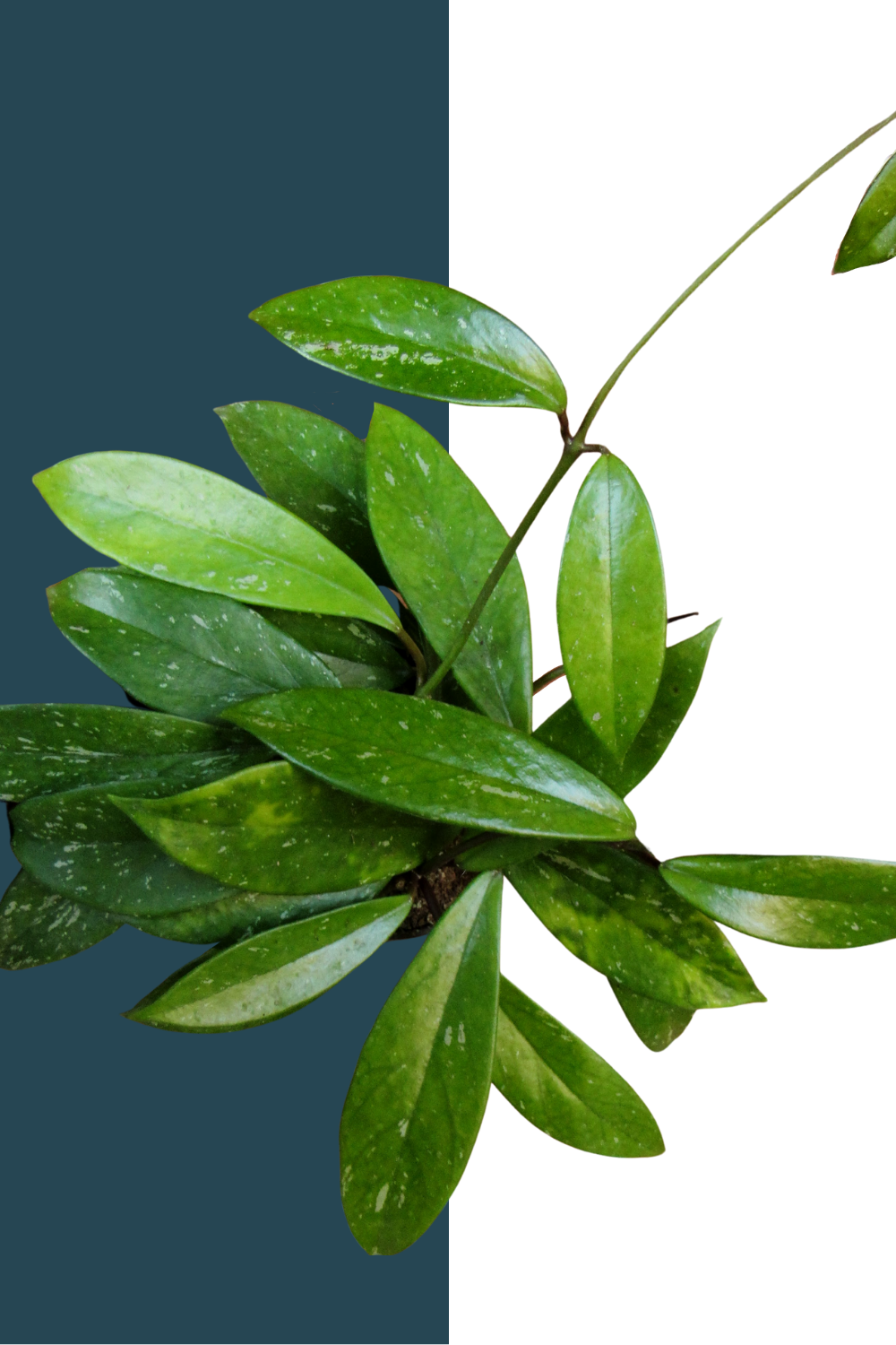 Hoya Pubicalyx Splash, Wax Plant, Variegated Hoya, Easy Care Plants, Pet Safe Plants, Rare Houseplants, Green Door Garden