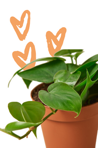 Philodendron Cordatum Heartleaf, Low Light Plants, Easy Care Plant, Heart Philodenron, Heart Shaped Plants, Live Plant, Trailing Plant