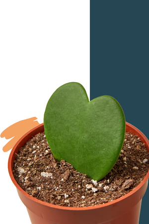 sweetheart hoya, hoya kerri, heart shaped plant, green door garden