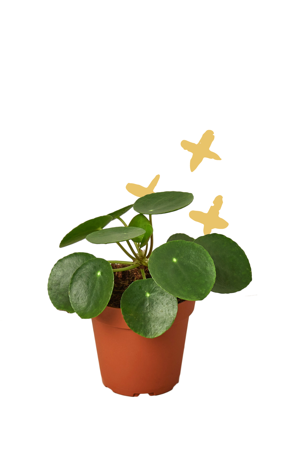 Pilea Peperomioides, Chinese Money Plant