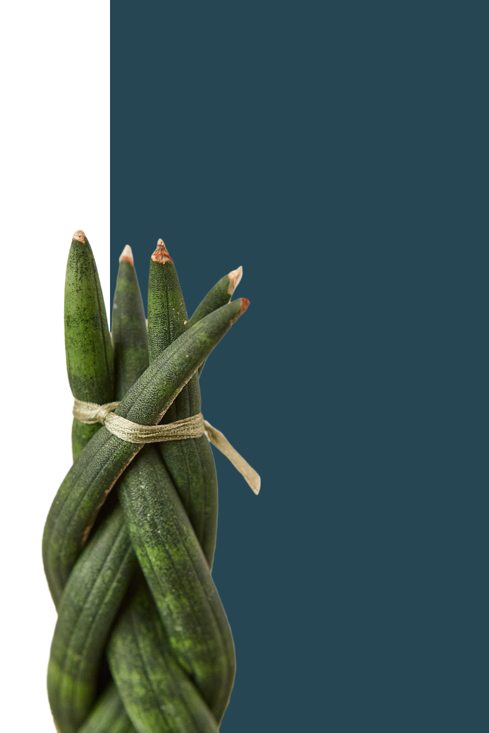 Sansevieria Cylindrica Dragon Finger, braided snake plant