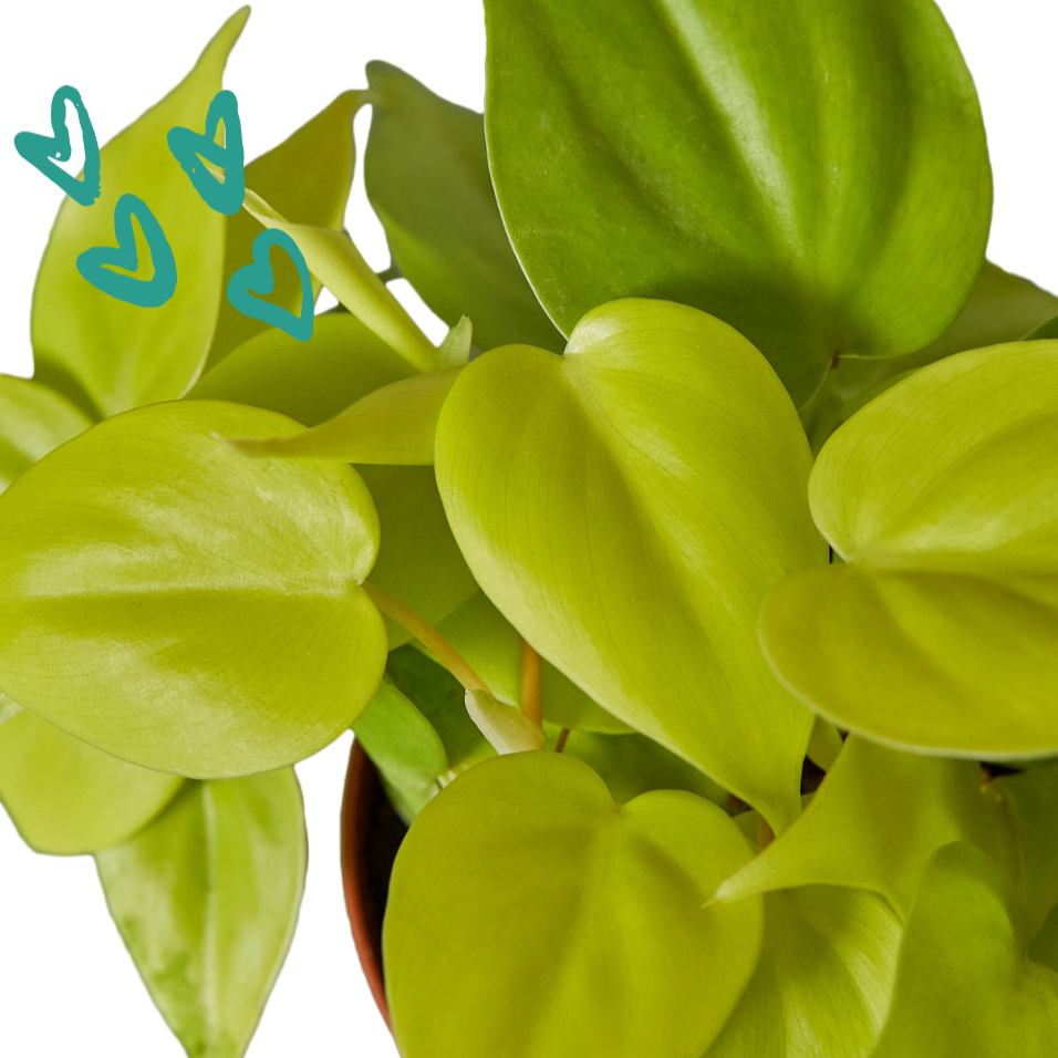 Green door Garden, Philodendron hederaceum 'Lemon Lime'", Philodendron hederaceum Lemon, Lemon Lime Philodendron, Heart-Shaped Philodendron, Lemon Lime Plants, Live House Plant, Ships in 4” Pot